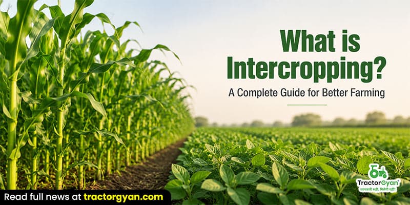 What is Intercropping? Types, benefits & farming guide What is Intercropping? Types, benefits & farming guide
