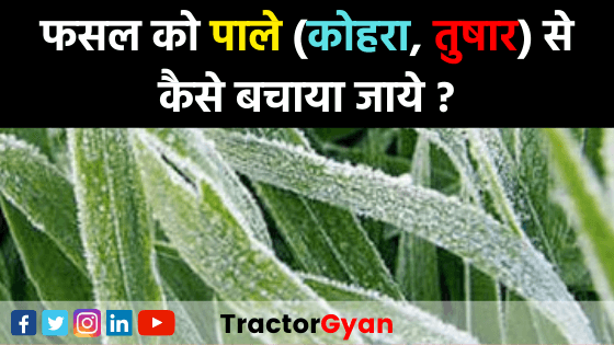 फसल को पाले (कोहरा, तुषार) से कैसे बचाया जाये ? फसल को पाले (कोहरा, तुषार) से कैसे बचाया जाये ? image
