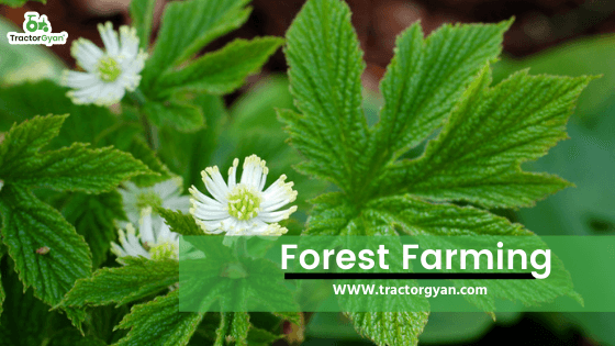 Crops From the Wild - everything you need to know about forest farming. Crops From the Wild - everything you need to know about forest farming. image