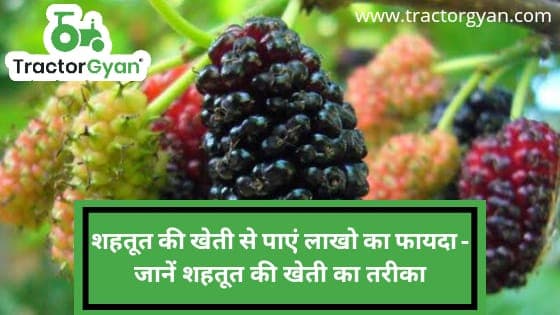 शहतूत की खेती से पाएं लाखो का फायदा - जानें शहतूत की खेती का तरीका शहतूत की खेती से पाएं लाखो का फायदा - जानें शहतूत की खेती का तरीका image