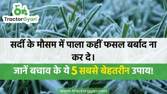 सर्दी के मौसम में पाला कहीं फसल बर्बाद ना कर दे, जानें बचाव के ये 5 सबसे बेहतरीन उपाय। सर्दी के मौसम में पाला कहीं फसल बर्बाद ना कर दे, जानें बचाव के ये 5 सबसे बेहतरीन उपाय। image