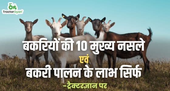Top 10 Goat Breeds & Profitable Goat Farming Business Ideas Top 10 Goat Breeds & Profitable Goat Farming Business Ideas image