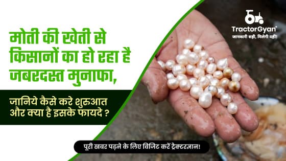 Pearl Farming in India: What is Pearl Farming? Process, Benefits & Investment Pearl Farming in India: What is Pearl Farming? Process, Benefits & Investment image